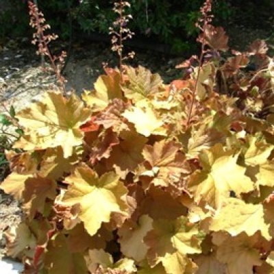 Heuchera caramel